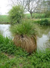Attēlu rezultāti vaicājumam “Carex paniculata”
