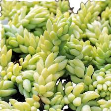 Attēlu rezultāti vaicājumam “Sedum sexangulare leaf”