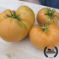 Afbeeldingsresultaat voor amana orange beefsteak tomato