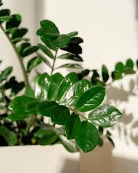 Image result for zamiokulkas