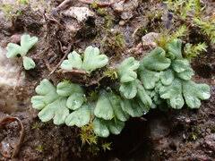 Attēlu rezultāti vaicājumam “Riccia bifurca”