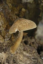 Attēlu rezultāti vaicājumam “Pluteus umbrosus”