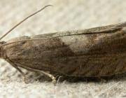 Attēlu rezultāti vaicājumam “Dichrorampha simpliciana”