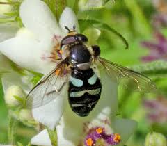 Attēlu rezultāti vaicājumam “Didea alneti”