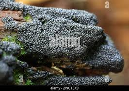 Attēlu rezultāti vaicājumam “Cribraria argillacea macro”