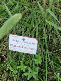 Attēlu rezultāti vaicājumam “Phleum phleoides fruit”