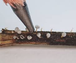 Attēlu rezultāti vaicājumam “Didymium verrucisporum macro”