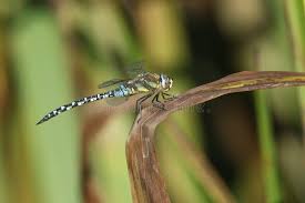 Attēlu rezultāti vaicājumam “Aeshna mixta male”