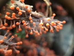 Attēlu rezultāti vaicājumam “Hemitrichia decipiens spores”