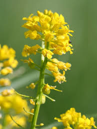 Attēlu rezultāti vaicājumam “Barbarea vulgaris subsp. arcuata flower”