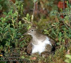 Attēlu rezultāti vaicājumam “Actitis hypoleucos”