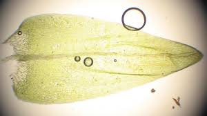 Attēlu rezultāti vaicājumam “Calliergon megalophyllum”