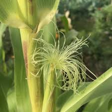 Attēlu rezultāti vaicājumam “Zea mays female flower”