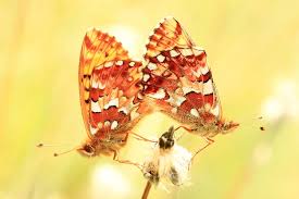 Attēlu rezultāti vaicājumam “Boloria aquilonaris”