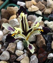 Attēlu rezultāti vaicājumam “Iris rosenbachiana flower”