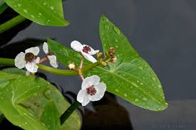 Attēlu rezultāti vaicājumam “Sagittaria sagittifolia leaf”