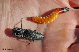 Attēlu rezultāti vaicājumam “Elateridae larva”