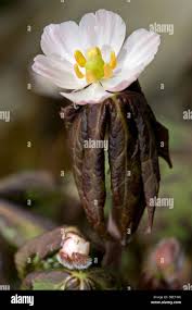Attēlu rezultāti vaicājumam “Podophyllum hexandrum flower”