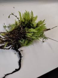 Attēlu rezultāti vaicājumam “Aulacomnium palustre”