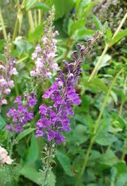Image result for Linaria purpurea