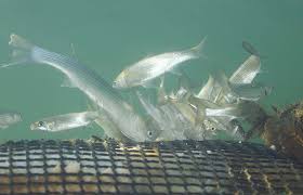 Image result for Liza aurata