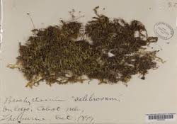 Attēlu rezultāti vaicājumam “Brachythecium salebrosum”