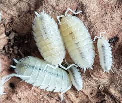 Attēlu rezultāti vaicājumam “Porcellio scaber”