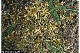 Attēlu rezultāti vaicājumam “Climacium dendroides”