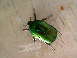 Attēlu rezultāti vaicājumam “Potosia cuprea imago”