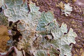 Attēlu rezultāti vaicājumam “Parmelia sulcata”