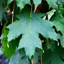 Attēlu rezultāti vaicājumam “Acer saccharinum leaf”