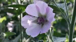 Image result for Althaea officinalis
