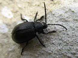 Attēlu rezultāti vaicājumam “Galeruca tanaceti”