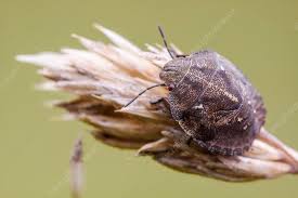 Attēlu rezultāti vaicājumam “Eurygaster testudinaria nymph”