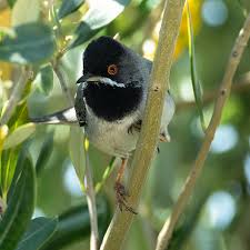 Image result for Sylvia rueppelli