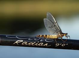 Attēlu rezultāti vaicājumam “Ephemera vulgata”