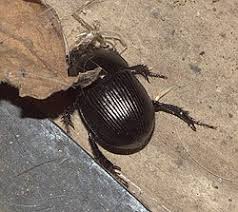 Attēlu rezultāti vaicājumam “Geotrupes”