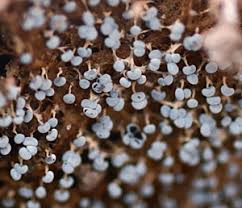 Attēlu rezultāti vaicājumam “Badhamia flavoglauca spores”