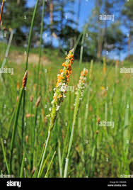 Attēlu rezultāti vaicājumam “Alopecurus aequalis flower”
