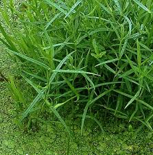 Attēlu rezultāti vaicājumam “Stellaria palustris leaf”
