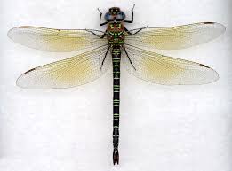 Attēlu rezultāti vaicājumam “Aeshnidae”