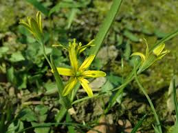 Attēlu rezultāti vaicājumam “Gagea lutea”