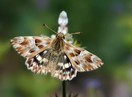Attēlu rezultāti vaicājumam “Carcharodus floccifera”