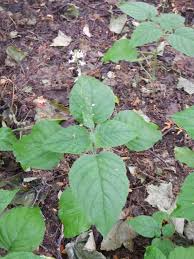 Attēlu rezultāti vaicājumam “Circaea lutetiana leaf”