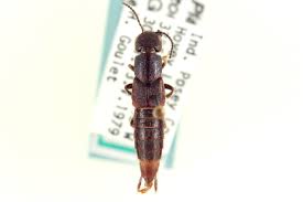 Attēlu rezultāti vaicājumam “Platydracus fulvipes”