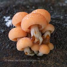 Attēlu rezultāti vaicājumam “Didymium xanthopus macro”