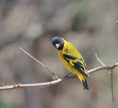 Attēlu rezultāti vaicājumam “Fringillidae”