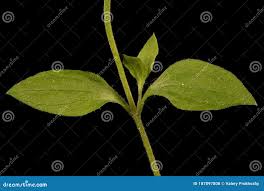 Attēlu rezultāti vaicājumam “Moehringia trinervia leaf”