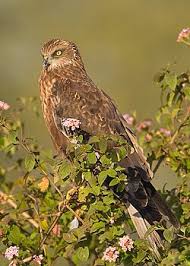 Attēlu rezultāti vaicājumam “Circus aeruginosus adult”