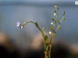 Attēlu rezultāti vaicājumam “Myosotis laxa subsp. baltica leaf”
